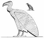 Fig. 1. GYPS FULVUS—GRIFFON VULTURE. From a monument of Nectanebo in the Louvre.