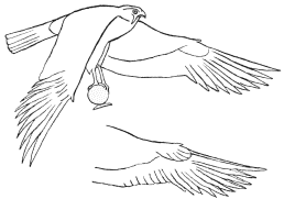 Figs. 3 and 4.  Drawing from a painting of a Hawk at Karnak, to show the overlap of the wing feathers.