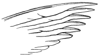 Fig. 5.  Drawing of the primary quills of a Hawk, from Nature. Seen from the under surface to show the overlap of the feathers.