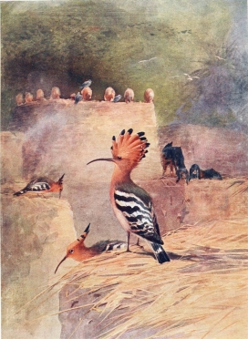 HOOPOE  On the house-tops.