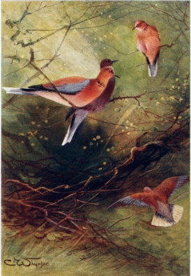 EGYPTIAN PALM DOVES