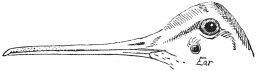 Fig. 7.  Head of Woodcock, to show the position of the Ear.