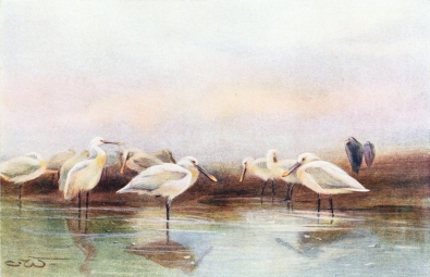 SPOONBILLS  On a mud-bank.