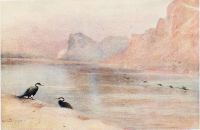 CORMORANTS  On the Nile at Gebel Aboofayda.