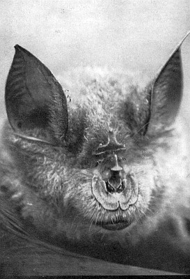 Horseshoe bat with horseshoe-shaped leaf under nose.