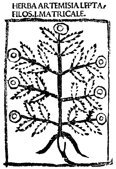 Text-fig. 2. “Artemisia”