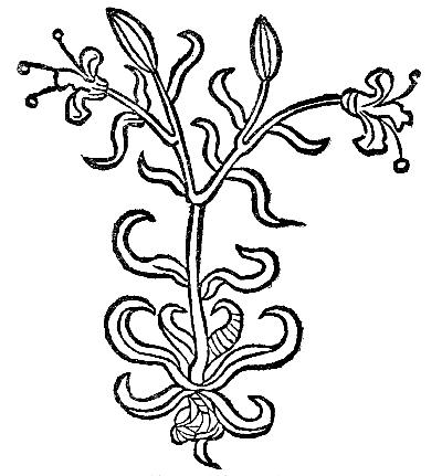 Text-fig. 3. “Lilium”