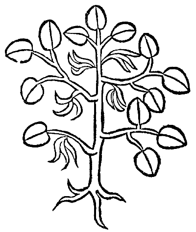 Text-fig. 4. “Aristolochia longa”