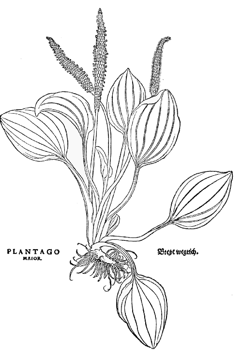 Text-fig. 70. “Plantago major”