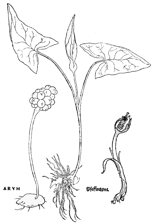 Text-fig. 88. “Arum”