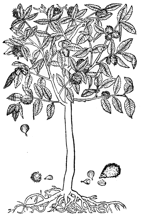 Text-fig. 92. “Castanum nuss”