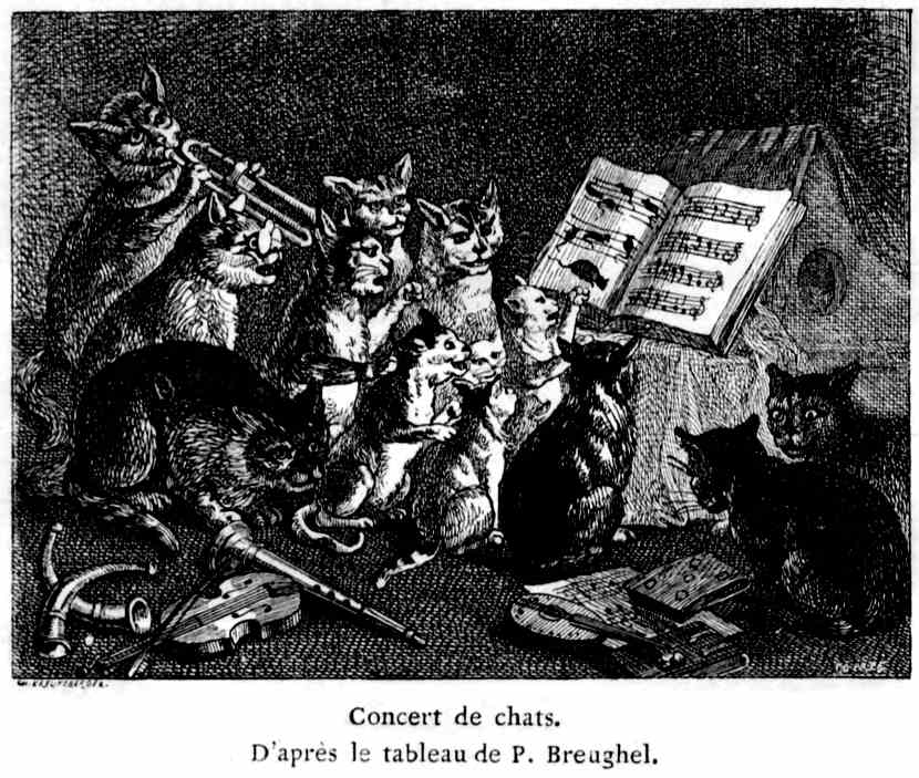 INSOLITE. Étrangement agressif, le chat de gouttière un peu bizarre était  en fait un chat forestier