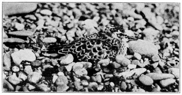 BAIRD SANDPIPER.