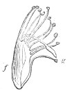 Fig. 14.—Stamens of the Sweet-pea.