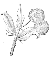 Fig. 15.—Flowers and sprig of Acacia armata.