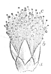 Fig. 16.—Flower of Acacia magnified.