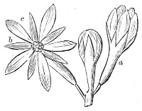 Fig. 19.—Flowers of the Kentucky Coffee-tree.