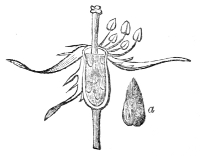 Fig. 21.—Ovary of the Ayrshire rose with a detached seed.