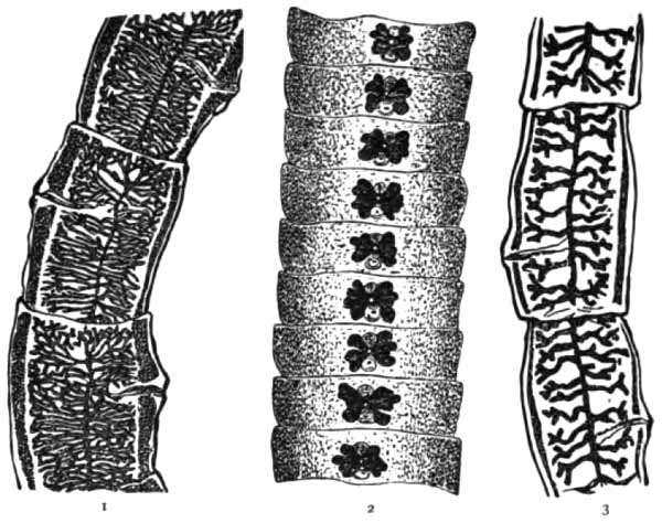 Segments of worms