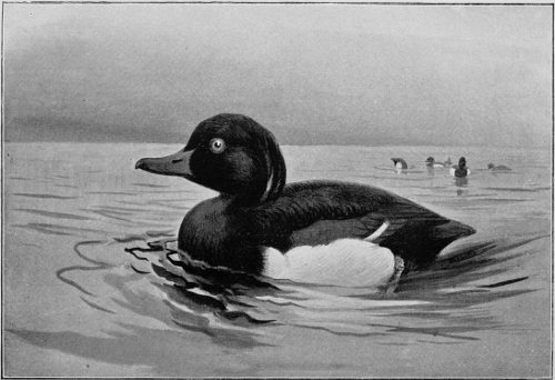 TUFTED DUCK. Chapter v.