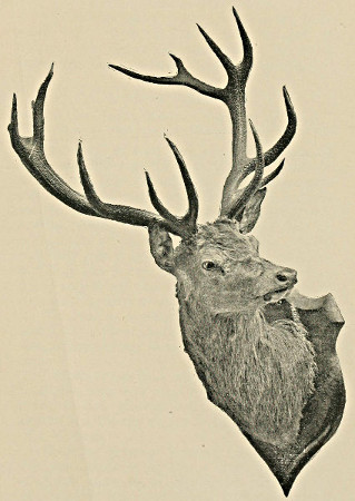 A stag's head