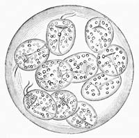 Illustration: Tænia echinococcus, from pig