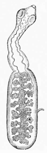 Illustration: Tænia echinococcus, from dog