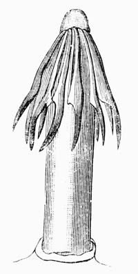 Illustration: Tænia variabilis from the snipe, crown of hooks