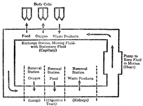 DIAGRAM SHOWING HOW THE MOVING BODY FLUID RENEWS THE STATIONARY, AND IS ITSELF RENEWED IN LUNGS, DIGESTIVE TRACT, AND KIDNEYS