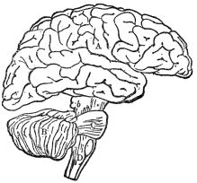 DIAGRAM ILLUSTRATING THE GENERAL RELATIONSHIPS OF THE PARTS OF THE BRAIN  A, cerebrum; B, cerebellum; b, C, D, brain stem. (From Martin’s “Human Body”)