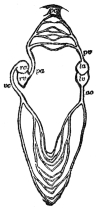 DIAGRAM SHOWING THE RELATION OF THE TWO HALVES OF THE HEART  ra and rv, right auricle and ventricle; la and lv, left auricle and ventricle; ao, aorta; vc, venæ cavæ; pa, pulmonary artery; pc, pulmonary capillaries; pv, pulmonary vein. (Martin’s “Human Body.”)