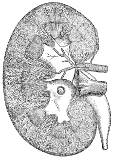 DIAGRAM OF KIDNEY  (From Martin’s “Human Body”)