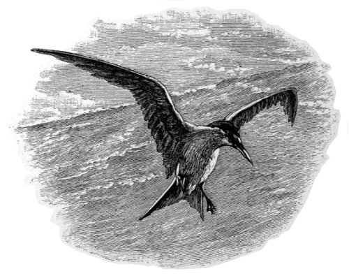 The Tern, or Sea Swallow.