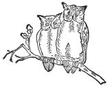 two owls on a branch