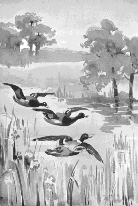 three ducks flying over a meadow