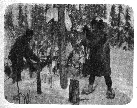 Mgr Breynat et le F. Marc abattant des arbres pour le feu du campement