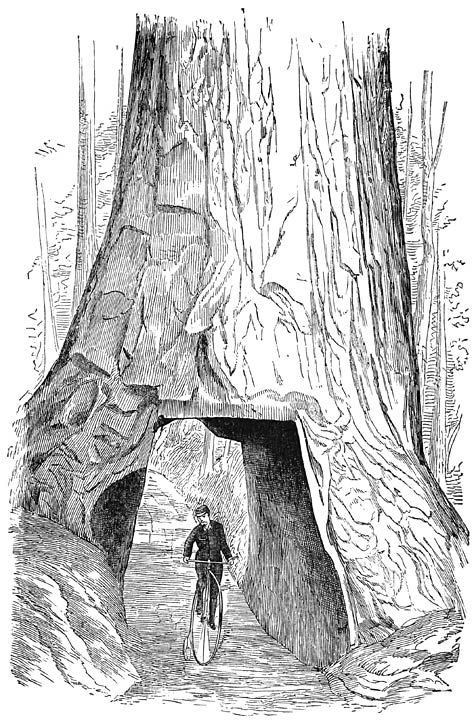 THROUGH THE SEQUOIA’S HEART.—(Page 141.)