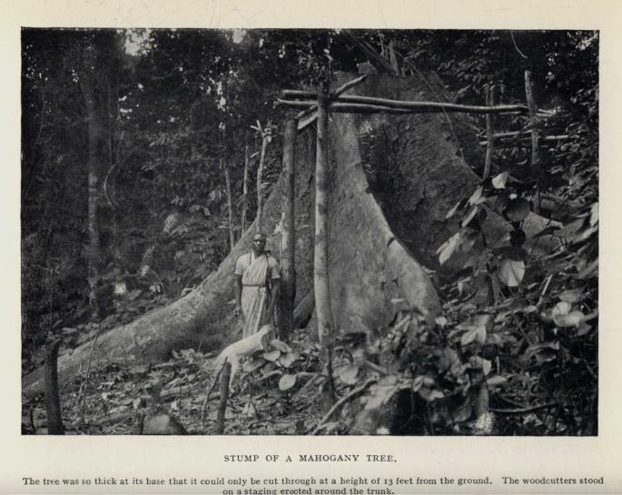 STUMP OF A MAHOGANY TREE. The tree was so thick at its base that it could only be cut through at a height of 13 feet from the ground.  The woodcutters stood on a staging erected around the trunk.