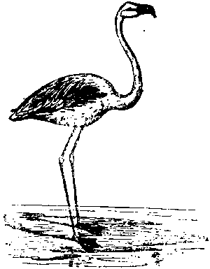 Flamingo