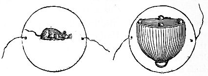 drawing of rat on one disk and catch on a back with a string on either side