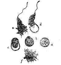 Isolated individuals of a Myxomycete.