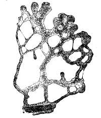 Myxomycete individuals united to form a plasmodium.