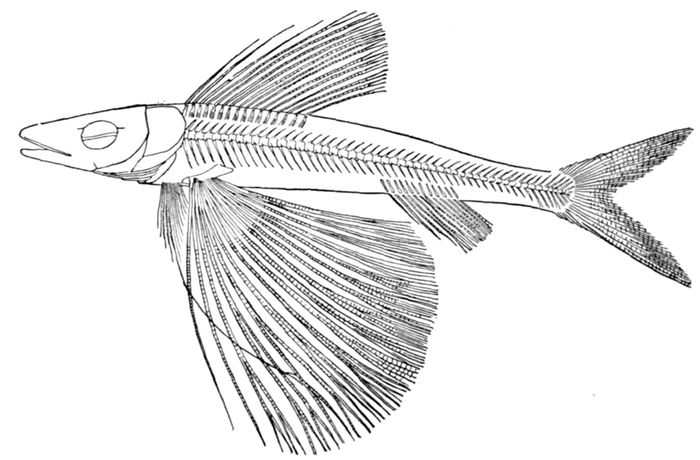 Jim Gronaw: Monster minnows are an abundant fallfish
