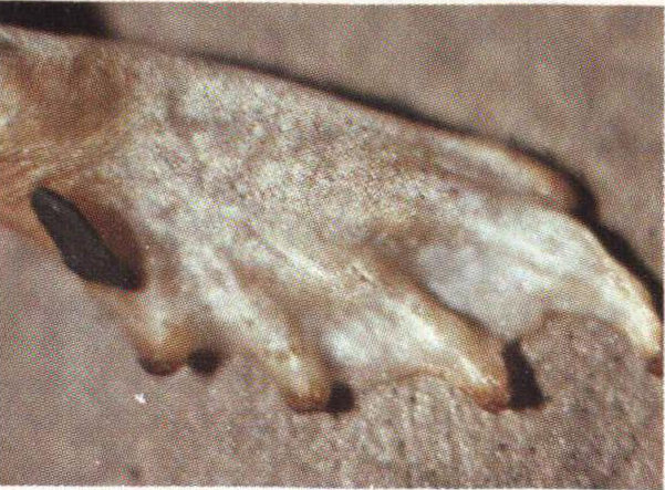 Hind feet of toad.