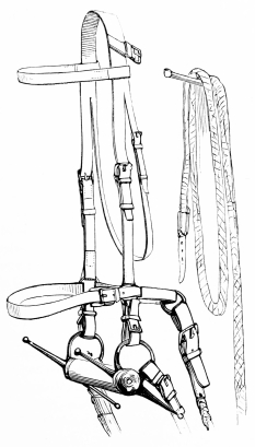 Image unavailable: HALTER AND BRIDLE FOR COLTS.