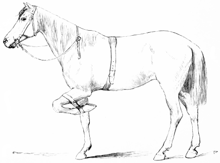 Image unavailable: THE HORSE WITH LEG STRAP AND SURCINGLE ON.