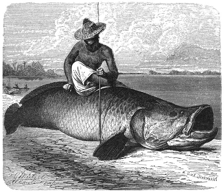 Arapaima (Arapaima gigas). ​1⁄20​ v. d. ware grootte.