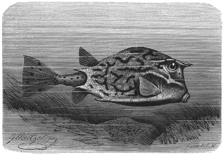 Vierhoornige Koffervisch (Ostracion quadricornis). ¼ v. d. ware grootte.
