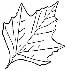 leaf