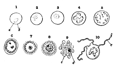 FIG. 1.—THE PARASITE OF TERTIAN FEVER, HÆMAMŒBA VIVAX (ROSS). HIGHLY MAGNIFIED.  Nos. 1, 2, 3, 4, show the growth and the changing shape of the parasite within the blood-corpuscle; Nos. 3, 4, etc., show the aggregation of the pigment, melanin, in the parasite; No. 5 is a sporocyte, which in Nos. 6, 7, and 8, shows the several stages of sporulation; No. 9 shows the spores derived from a single sporocyte, escaped from the blood-corpuscle and free in the blood-plasm, ready to infect new corpuscles; No. 10 is a male gametocyte, removed from the body of man, and either in the stomach of Anopheles or on a microscope-slide, forming there flagella or spermatozoa, a, Parasite; b, red blood-corpuscle; c, spore; d, granules of pigment, melanin; e, flagellum or spermatozoön. (From Thayer.) 